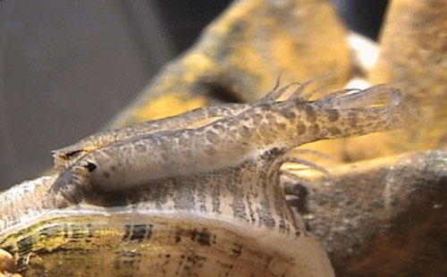 female brokenrays mussel Photo